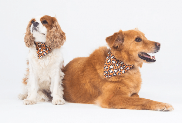 Bandana Chien Jungle Chic - Taille M – Image 2