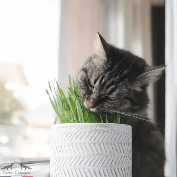 Herbe à chat à faire pousser 200g – Image 4