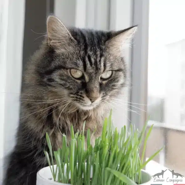 Herbe à chat à faire pousser 200g – Image 2